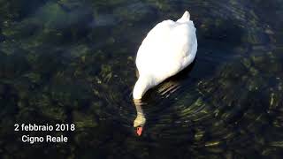 2 febbraio 2018 - Ranco, Lago Maggiore