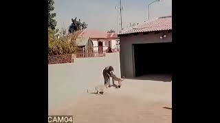 Collision of a thief with the guard dog😱برخورد یک دزد با سگ 😱