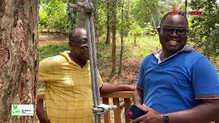 Conquer Your Fear with a Canopy Walkway Challenge!