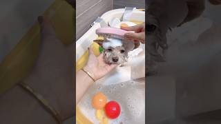 A small dog likes to swim #dog #reels #shorts