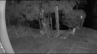 Chubby raccoon helps itself to our bird feeder