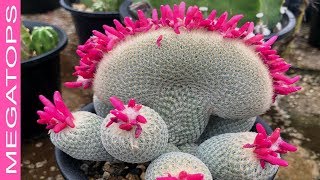 14 Cactus más Raros y Espectaculares que hayas visto nunca.