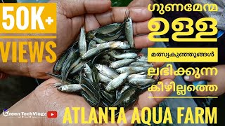 Fish farm in kerala | Atlanta Aqua farm | Keezhillam Ernakulam l green leafs