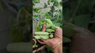 #backyard #peas #harvest #gardening #gardenplant #usa #seattle #garden #short #shorts #shortvideo