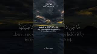 Surah Hud Ayah 56 #quran #islam #surahhud #muslim #allah #fyp #explore #ytshorts #shorts