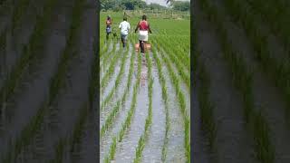 Garuda paddy weeder