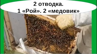 1 отводок - старая матка в состоянии роя. 2 отводок - медовик на свищевом маточнике