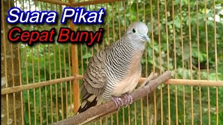 Suara pikat perkutut lokal cepat gacor