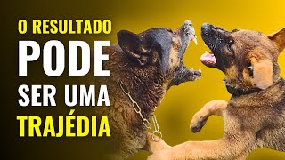 BRIGAS ENTRE CÃES - Será que todos os CONFLITOS ENTRE CACHORROS têm solução?