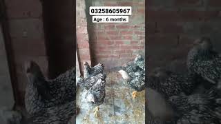 Silver Laced Wyandotte 6 months age young pullets #silverlacedwyandotte #fancypoultry