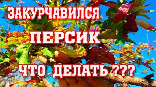 ЗАКУРЧАВИЛСЯ ПЕРСИК/ Что делать???