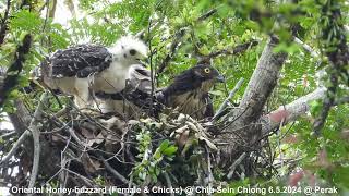 Oriental Honey-buzzard (Female & Chicks) @ Chiu S C DSCN74691