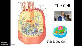 ALH Cells Part 1