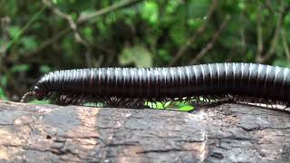 Giant African millipede Archispirostreptus gigas, or Shongololo  Parc National de Virunga, DRC