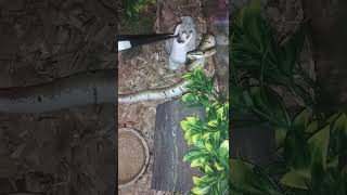 Spider Ball Python Eats Rat Pup #shorts