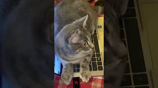 Kitten just hacked my laptop