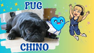 PUG BREED. ПОРОДА МОПС. Friends came to visit!Друзі завітали у гості.