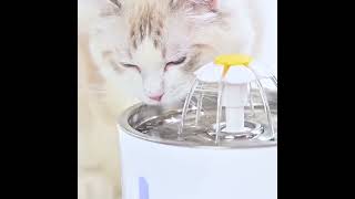 fonte de agua para gatos