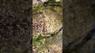 Slow Motion Creek Water — Kansas