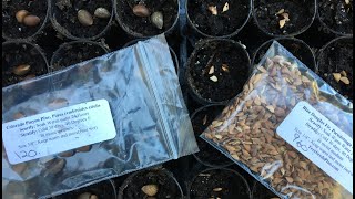 Reforesting The Ranch Part 6: Sprouting Seeds