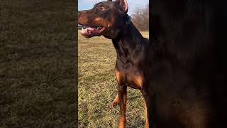 Doberman Pinscher, European Doberman, Perro Doberman, American Doberman, Doberman, Dobie, Puppy