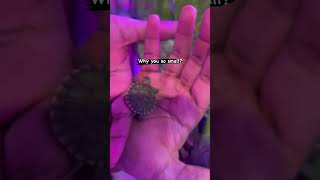 Tiny Turtle | Red Eared Slider | Baby Turtle |