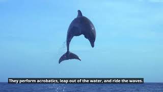 Power of Dolphins- The Incredible Lessons from  Dolphins Revealed