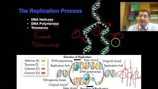 Lesson 12.3  DNA Replication