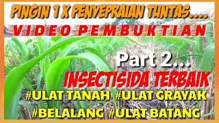 INSEKTISIDA TERBAIK UNTUK ULAT TANAMAN JAGUNG PART 2||THE BEST INSECTICIDE FOR CORN PLANTS PART 2