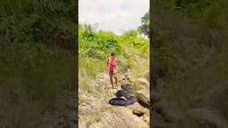 open snake 🐍 catching Deer 🦌 catching my village jungle VFX funny 😱🦘jungle #wildlife #shorts#animals