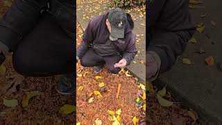 November 18, 2024 Metal detecting