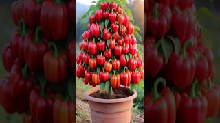 Growing ball peppers in short time with many fruits and for year round harvest #short