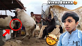 Mandi Mein Cow Bhaag Gai 🤯 2023 Wala Viral Bakra Dekha 😍 Security Guard Kill YouTuber 😭 Karachi 💔