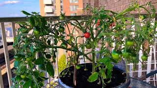 Growing perfect cherry tomatoes at home