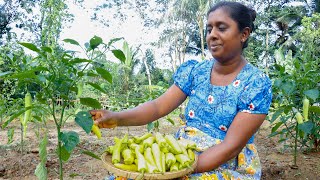 Capsicum tastes great when cooked this way without inflammation in the mouth .village kitchen recipe