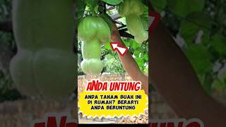 Buah langka yang banyak manfaat #health #facts #info #funfacts #kesehatan #buahlangka