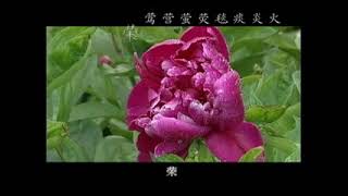 【汉字宫】 灯火闪烁 痰  毯  荧  萤  营  莺  荣