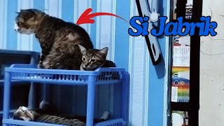 SI JABRIK MAIN SAMA KITTEN  || @dafsfamilychannel