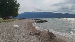 Baby Swans on lake Garda