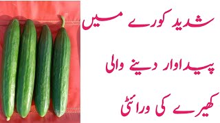 Best Yielding Vareity of cucumber|Frost condition|cu-2833|162 mond per Picking|#cucumber|