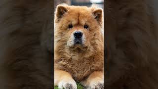 chow chow dog expenses #shorts #chowchow