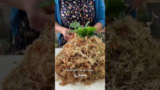 Como hacer una KOKEDAMA de manera FACIL y RAPIDA