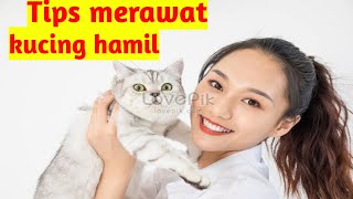 Tips merawat kucing hamil