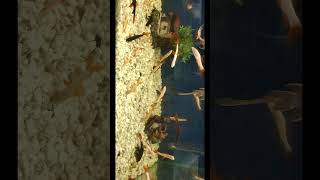 #fishtank with RAINBOW RED TAIL SHARK#shortsvideo #fishaquarium#shorts