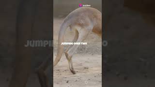 Kangaroos Can't Reverse! 🦘  #facts #wow #life #shortvideo #shorts #animals #facts #cool #curiosity