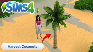 How To Find A Coconut Tree (Location To Get Coconuts) - The Sims 4