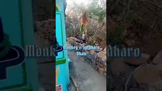 Monkey @ Sardharo Dham Nangarparkar Tharparkar. #monkey #monkeys #monkeyvideo