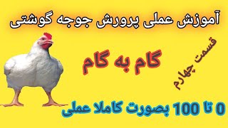 پرورش مرغ گوشتی در خانه صفر تا صد  قسمت چهارم