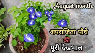 Aparajita plant ki complete care//अपराजिता पौधे की पूरी देखभाल//14 August 2024#pfg#gardening #plants