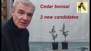 Cedar bonsai - 2 new candidates